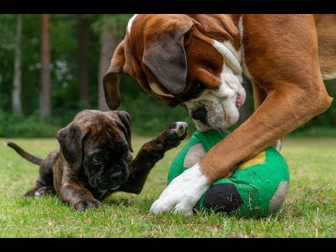 boxer-puppy-8-weeks-play-in-slowmotion-with-adult-boxer!