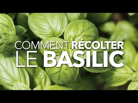 Vidéo: Quand cueillir du basilic : en savoir plus sur la récolte des feuilles de basilic