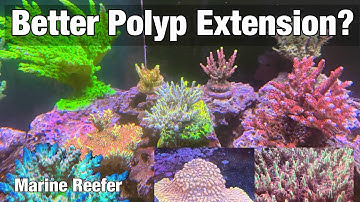 Better Polyp Extension? My Tips and Tricks for Acropora PE