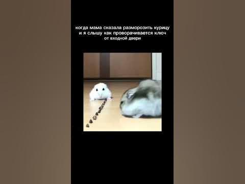 грустный хомяк #мем #мемы #shorts - YouTube