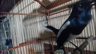 KACER KONSLET ISIAN TENGKEK BUTO.MENGIDOLAKAN KACER RAJA TUAK.