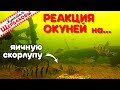 РЕАКЦИЯ ОКУНЕЙ на ЯИЧНУЮ СКОРЛУПУ. Подводные съемки. Зимняя рыбалка