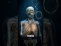 What Pressure Would a Human Voice Travel Underwater #facts #science #skeleton #humanbodyfacts