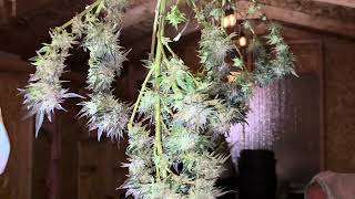 Harvesting 