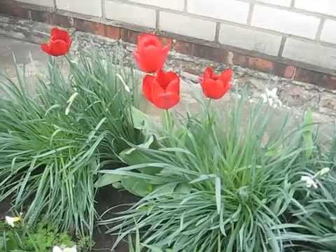 Весенняя клумба