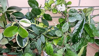 видео: Эстафета цветочных блогеров. 10 моих ЛУЧШИХ хоечек картинка: Эстафета цветочных блогеров. 10 моих ЛУЧШИХ хоечек