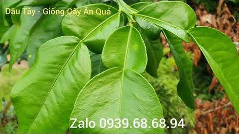 Khoảng cách trồng bưởi cho năng suất cao @dautay-giongcayanqua7376