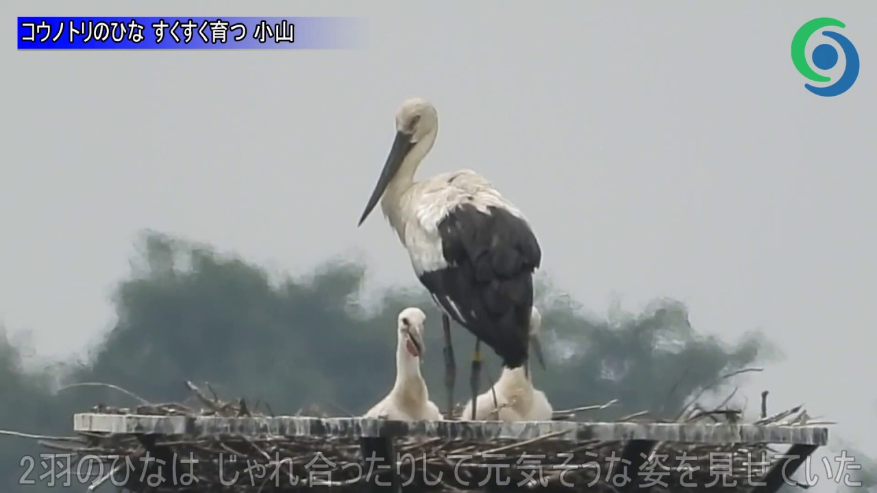 コウノトリのひな すくすく育つ 小山 Youtube