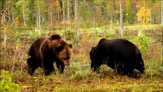 Epic Bear Fight| INTENSE BEAR FIGHT| जंगल में अचानक दो भालू की लड़ाई
