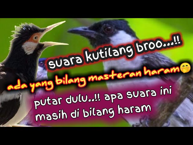 Suara kutilang full isian💯mantap buat masteran🔥JALAK SUREN & SEMUA BURUNG KICAU ‼️ class=