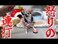 ブチギレてベル連打💦…おやつをせがみしつこ過ぎるんですが…
