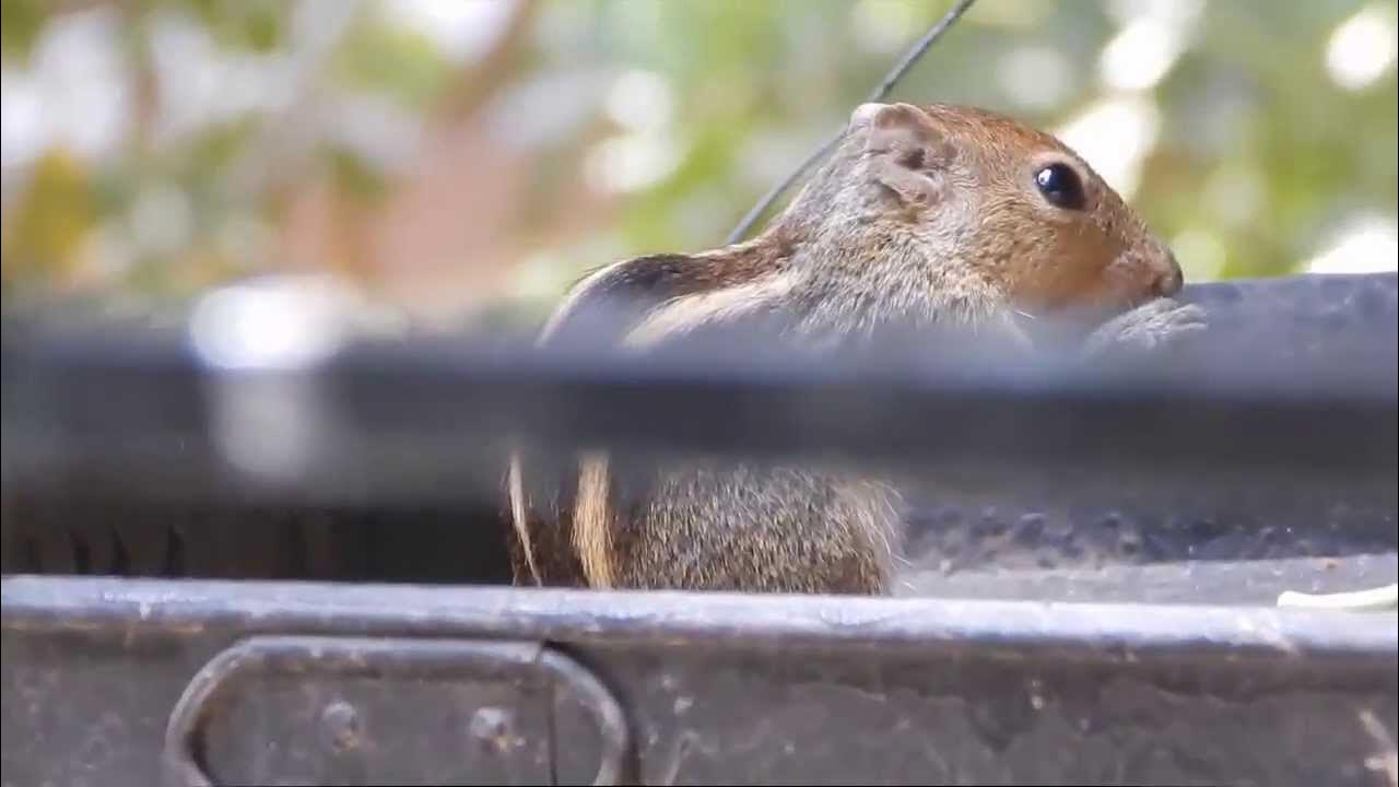 Nikon Coolpix L820 preview - YouTube