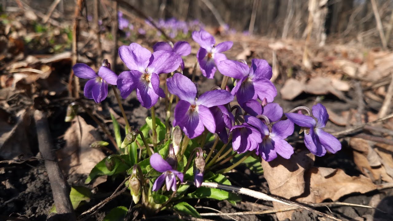 Ранняя весна. Начало выпаса ?? - YouTube