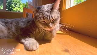 Cat Grooming Peacefully   #猫 by さくらちゃんメモリー Sakura Chan Memory 1,103 views 8 months ago 29 seconds