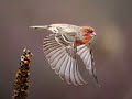 The House Finch : A Rainbow in Flight
