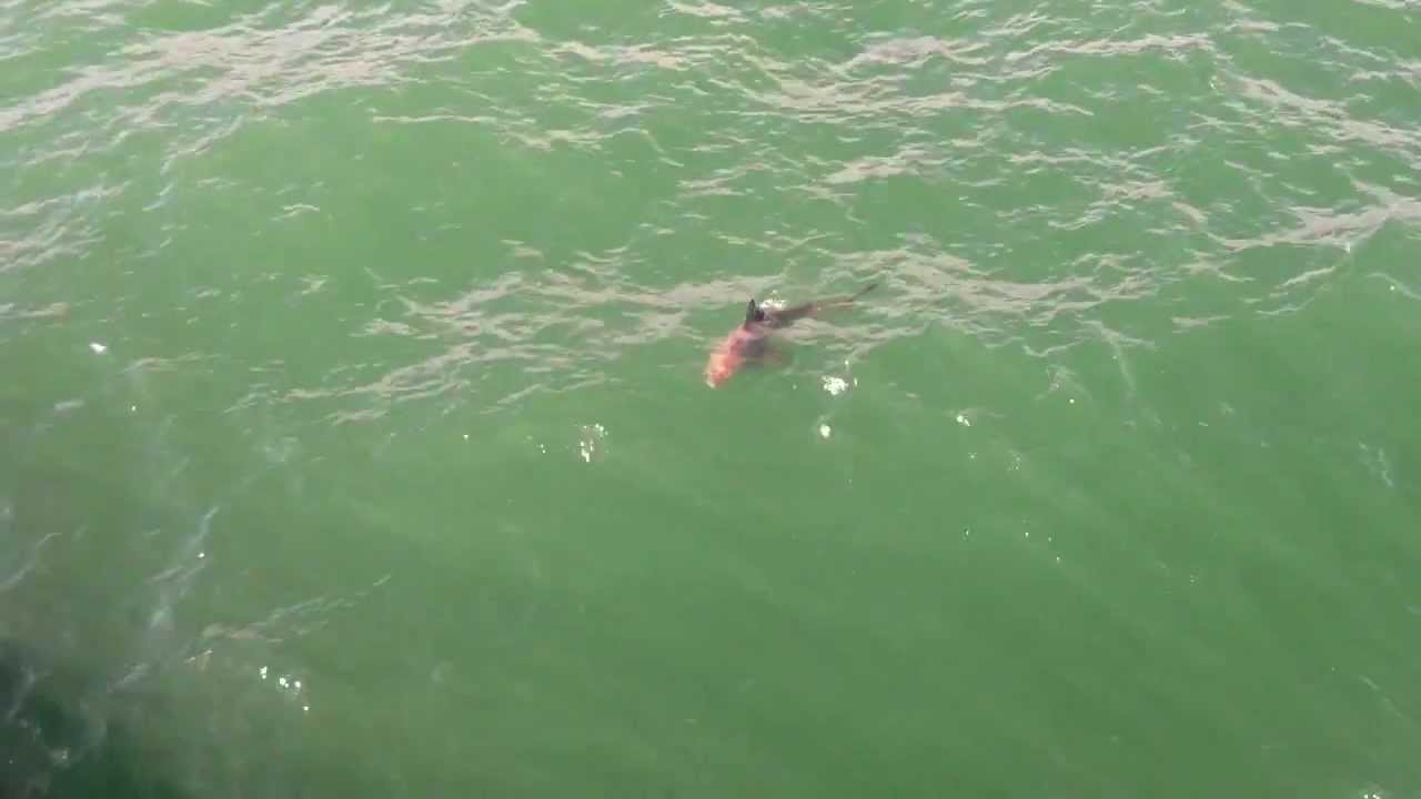 Sharks Swimming Around Garden City Sc Pier Youtube