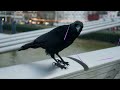 sons de animais, corvo americano 💖💖💖♫♫♫♫