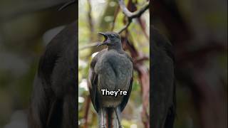 Weird Animals Facts You Never Knew #facts #animals #wildlife