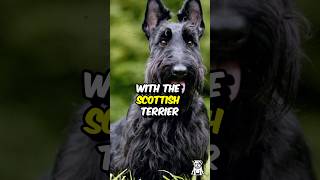3 Fun Facts About The Scottish Terrier Dog #shorts #dogbreed #scottishterrier #dogfacts