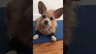 How #pets can help with your New Year's resolutions!