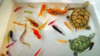 Find in a small stream, caught a lot of fish, Molly Fish, Koi, Glofish, Catfish, Turtle, Ornamental