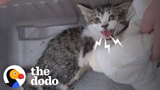 Woman Rescues A Very Angry, Growly Feral Kitten And Earns Her Love | The Dodo Cat Crazy