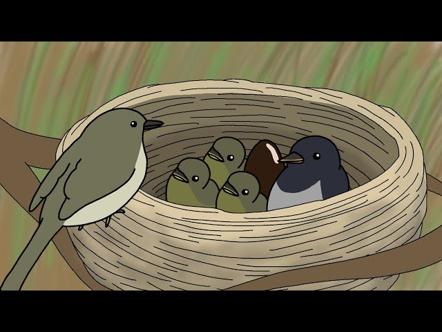 ジュリエット　ケペシュ『Birds』鳥 Warbler - YouTube