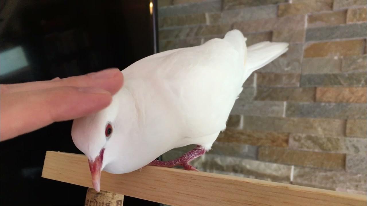 Petting a Dove YouTube