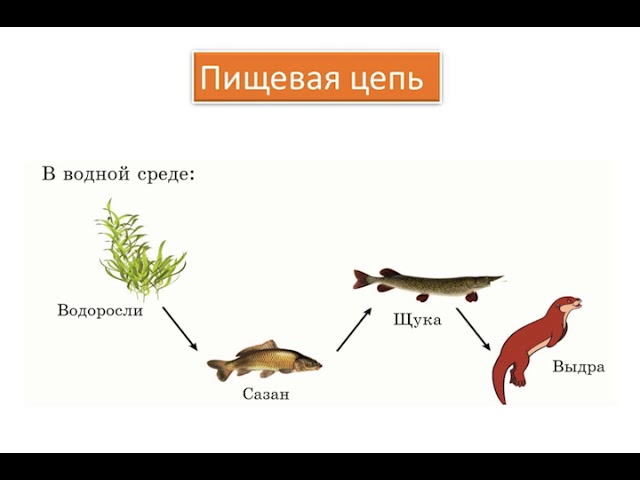 Составить пищевую цепь озера