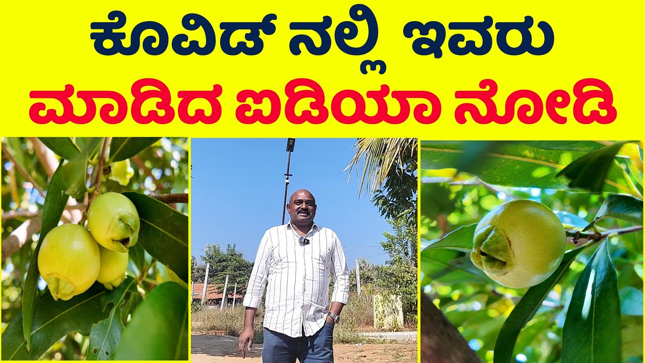 ಒಂದು ಕೇಜಿ ರೋಸ್ ಆಪಲ್ ನ ಬೆಲೆ 400  ರಿಂದ 1000 ಸರ್ || ತಿಪ್ಪಣ್ಣ ಫಾರಂ ಚಿಕ್ಕಬಳ್ಳಾಪುರ