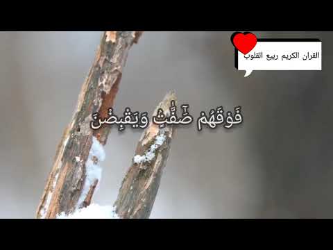 اولم يروا الى الطير فوقهم صافات ويقبضن عبد الباسط