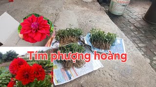 Giống thược dược tím phượng hoàng về Bình Phước