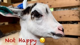 First baby goat to leave the farm | A HUGE thank you! | Prepping baby goat to go to her new home