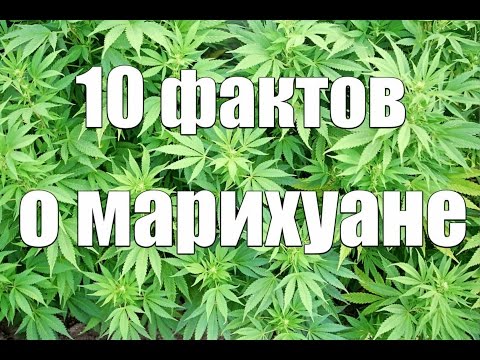 10 ФАКТОВ О МАРИХУАНЕ