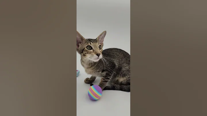 Video 8965081: spotted tabby oriental shorthair, female oriental shorthair kitten, black oriental shorthair, purebred kitties, eyes female kitten