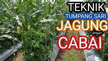 REWIEW !! INI HASILNYA TUMPANG SARI JAGUNG dan CABAI