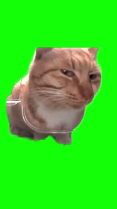 Cat Mr Fresh sideeye green screen #MurdoinkGreenScreen