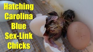 Hatching Carolina Blue Sex-Link Olive Egger Chicks
