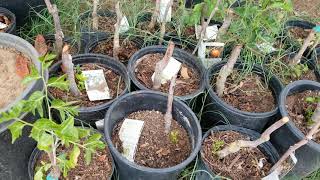 Dont give up on dead bare root trees!!!