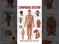 The lymphatic system is the body’s silent protector #lymphaticsystem #humananatomy #immunesystem