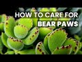 Best tips  how to care for bear paw cotyledon tomentosa succulents