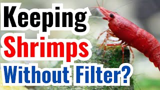 Can Shrimps Live Without Filter?