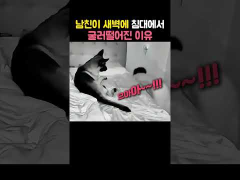 여친 집에서 처음 잔 남친이 침대에서 굴러떨어진 이유ㅋㅋ #강아지 #남친 #일상 #반려견 #shorts thumbnail