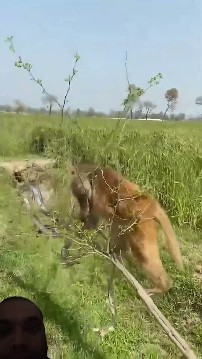 King cobra and monkey #shortsvideo#youtubeshorts