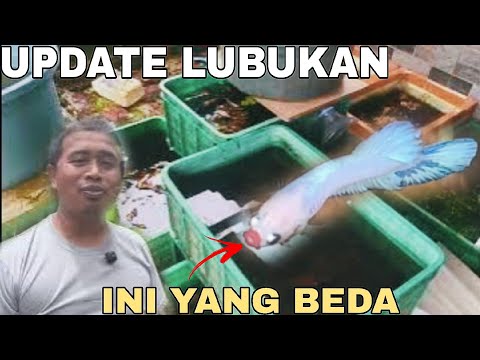 Update BURAYAK dan anakan ikan cupang pak imam ‼️