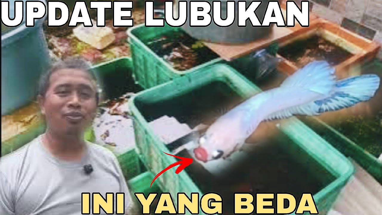 Update BURAYAK dan anakan ikan cupang pak imam ‼️