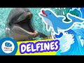 Conocimientos sobre los delfines