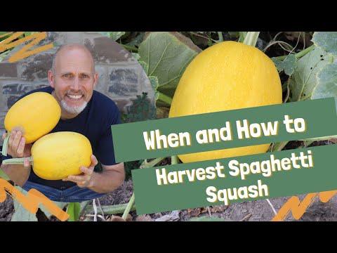 Video: Mognad av spaghetti squash - hur man mognar squash efter plockning