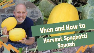 When and How to Harvest Spaghetti Squash