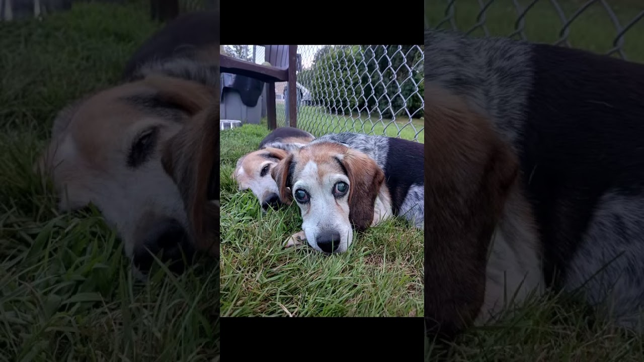 Bonded senior beagles looking for forever home